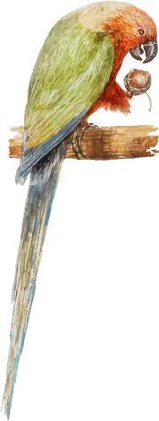 bird