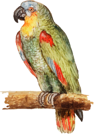 bird